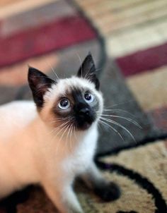 a siamese cat with blue eyes sitting on the floor