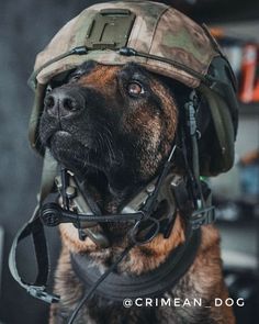 Big Dogs Breeds, Biggest Dog In The World, Dog Soldiers, Biggest Dog, Army Dogs, K9 Dogs, K9 Unit, Military Working Dogs