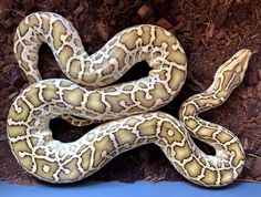 a white and brown snake laying on the ground