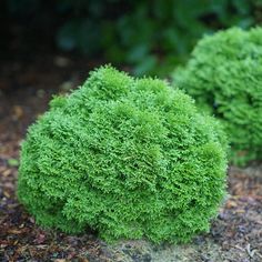 some very pretty green bushes in the dirt