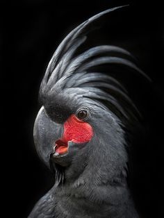 a close up of a bird with a red face