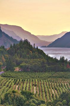 an aerial view of a vineyard with mountains in the background