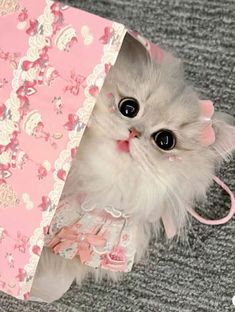 a white cat with big eyes hiding in a pink bag