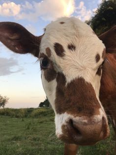 a brown and white cow standing on top of a lush green field