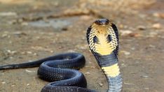 a black and yellow snake with a diamond on it's head, in the dirt