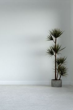 there is a plant in a pot on the floor next to a wall with a white background