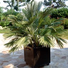 a small palm tree in a black pot on a stone patio with trees in the background