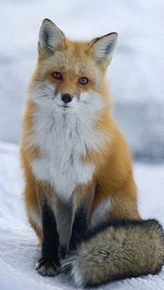 a red fox sitting on top of snow covered ground