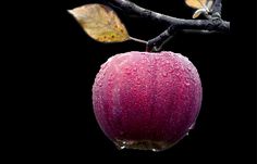 an apple hanging from a tree branch with water droplets on it's fruit and leaves