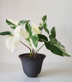 a white and green plant in a black pot