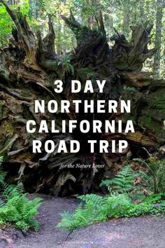 the words 3 day northern california road trip are in front of a large tree stump