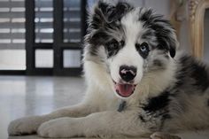 a black and white dog laying on the floor