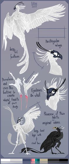 the different types of birds that can be seen in this drawing technique, including wings and beaks