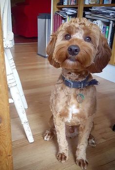 a brown dog sitting on top of a hard wood floor next to a book shelf