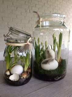 two glass jars filled with plants and eggs