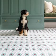 a black and white dog sitting on top of a floor next to a green cabinet