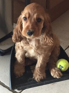 a brown dog sitting on top of a black tray next to a yellow tennis ball