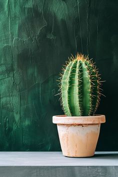 a small cactus in a pot on a table next to a green wall and wooden floor