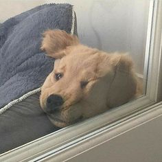 a brown dog laying on top of a window sill next to a blue blanket