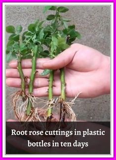 someone is holding up some plants with roots in their hands and the caption reads, root rose cuttings in plastic bottles in ten days