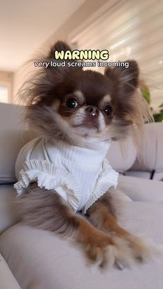 a small dog wearing a white dress on top of a couch