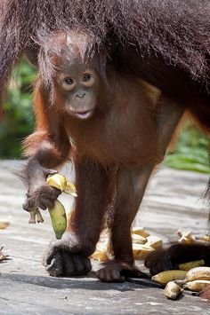 a baby oranguel eating a banana on the ground