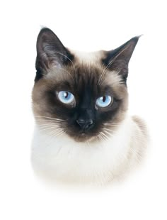 a siamese cat with blue eyes looking at the camera