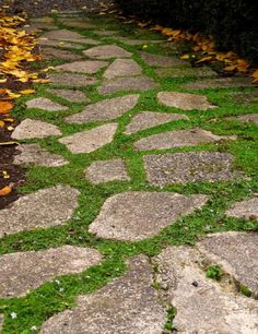 a stone path with grass growing between it