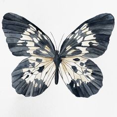 a watercolor painting of a black and white butterfly with spots on its back wings