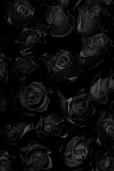 black and white photograph of many roses in the dark, with only one single flower visible