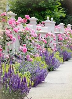 purple flowers line the sidewalk in front of a white picket fence with pink and purple flowers