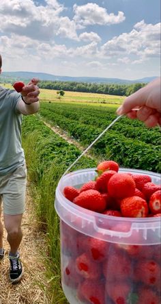 a man is picking strawberries from a bucket