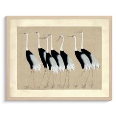 four black and white birds with long legs