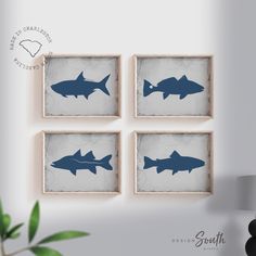 three framed pictures of sharks in blue on a white wall next to a green plant