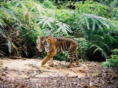 a tiger is walking through the jungle