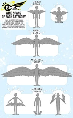 an info sheet showing the different types of wings and how they are used to fly