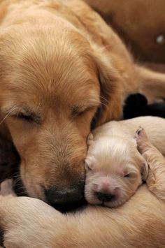 a golden retriever puppy sleeping with its head on another pupster's chest