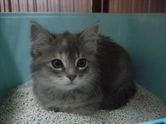 a gray cat sitting in a blue container