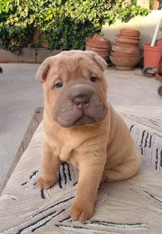 a brown dog sitting on top of a rug