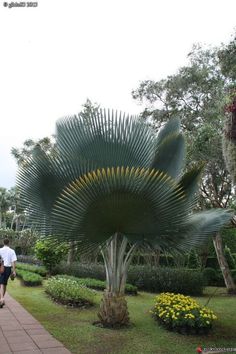 a large palm tree sitting in the middle of a garden