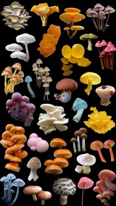 many different types of mushrooms on a black background