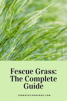 green grass with the words fescue grass the complete guide