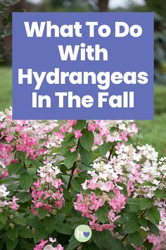 pink and white flowers with the words what to do with hydrangeas in the fall