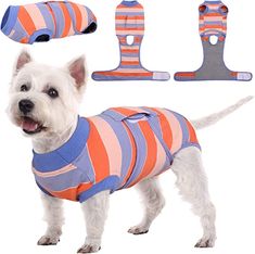 a white dog wearing an orange and blue striped shirt next to three pieces of clothing