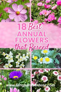 The Best Annual Flowers That Reseed (Even in Cold Climates) - Gingham Gardens Low Growing Flowers, Self Seeding Plants, Self Seeding Perennials, Self Seeding Flowers, Reseeding Annuals, Preannual Flowers, Flowers That Come Back Every Year