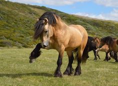 a group of horses standing on top of a lush green field next to a hillside