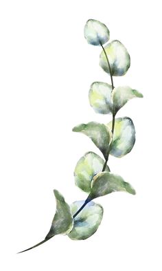 a watercolor painting of a plant with green leaves