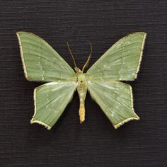 a large green moth sitting on top of a black surface