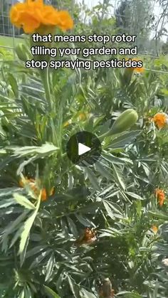 an orange flower growing in a garden with the caption, that means stop rotor tilling your garden and stop spraying pesticides