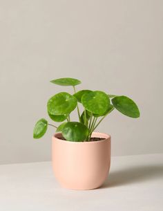 a potted plant sitting on top of a table